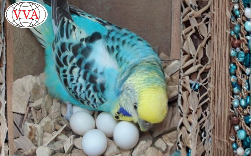 Hình 4: Chim Yến Phụng sinh sản 